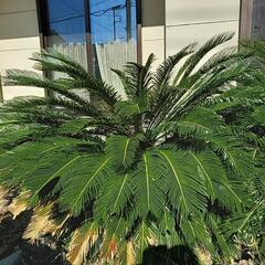 【無料】ソテツ2本の画像