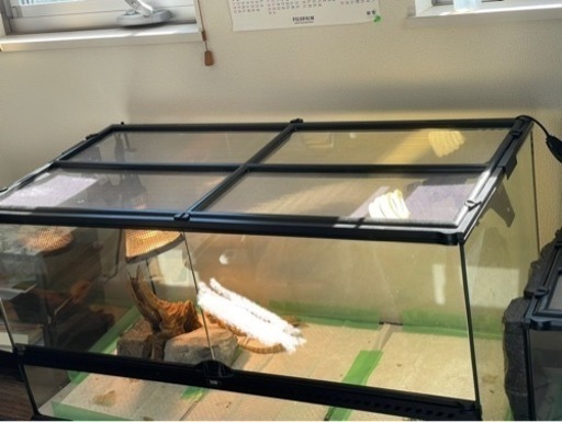 【一時受付中止】フトアゴヒゲトカゲ　飼育セット一式