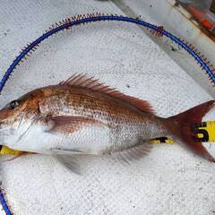 船釣り ジギング　釣り仲間募集 - 友達