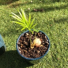 ソテツ　実生苗　観葉植物　(^^)