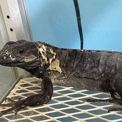 渋いトゲオイグアナ