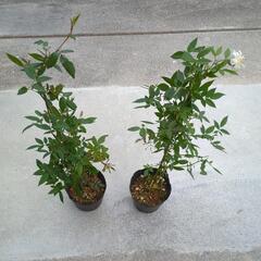 つる薔薇  スノーグース 草花苗