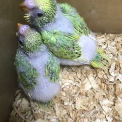 手乗りセキセイインコの雛