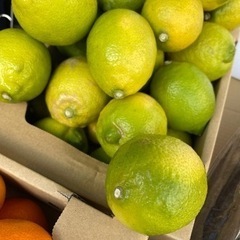 国産レモン　岩城島産　農家直送　無くなり次第終了します
