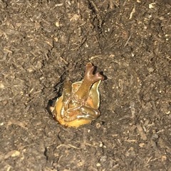カブトムシ幼虫