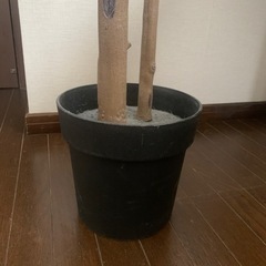 観葉植物　フェイクグリーン　造花の画像