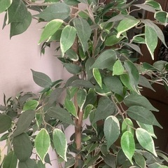 観葉植物　フェイクグリーン　造花の画像