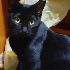 ②里親募集！大切にしてくださる方のみ