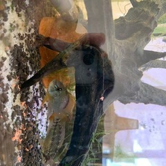 熱帯魚水槽セットの画像