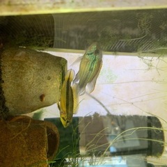 熱帯魚水槽セットの画像
