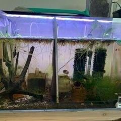 熱帯魚水槽セット