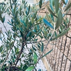 受け渡し予定決まりました★差し上げます★オリーブの画像