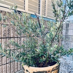 受け渡し予定決まりました★差し上げます★オリーブの画像