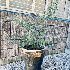 受け渡し予定決まりました★差し上げます★オリーブ