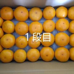 【値下げ】周防大島産　石地みかん　５ｋｇ