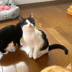 生後2ヶ月 ハチワレのつゆくん