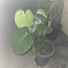 観葉植物⭐︎モンステラ⭐︎の画像