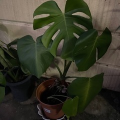 観葉植物⭐︎モンステラ⭐︎