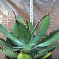 アガベ ボビコルヌータ 大株 一点物