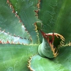 アガベ ボビコルヌータ 大株 一点物