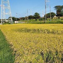 今週日曜限定で藁お売りします。の画像