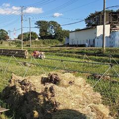 今週日曜限定で藁お売りします。の画像