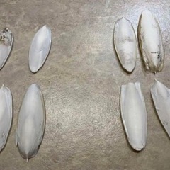 カトルボーン　コウイカの骨/10枚　インコ　オウム