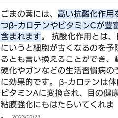 エゴマの苗 の画像