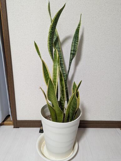 サンスベリア①