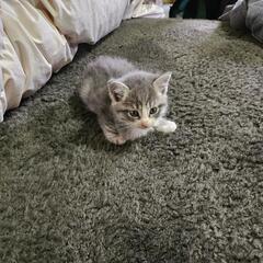 子猫