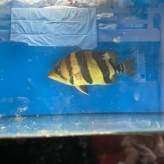 ダトニオ
