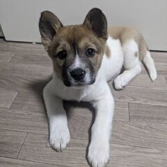 【ムース 】♂ Mix犬 里親さん募集中 2ヶ月位