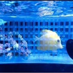 キイロハギ×ゴマハギ ハイブリッド個体 ゴマハギ黄色化個体の画像