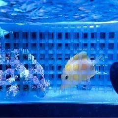 キイロハギ×ゴマハギ ハイブリッド個体 ゴマハギ黄色化個体の画像