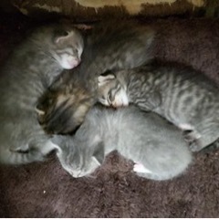 一旦募集停止します　10/25産まれ　子猫　3匹里親様募集中