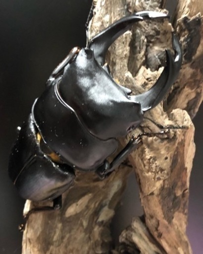 専用クワガタ福袋専用！