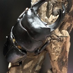 専用クワガタ福袋専用！