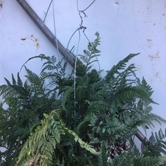 ＊シノブ＊の画像