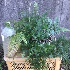 ＊シノブ＊の画像