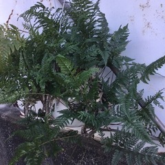 ＊シノブ＊の画像