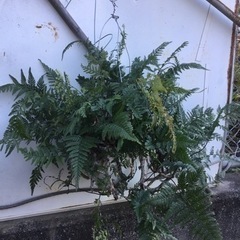 ＊シノブ＊の画像