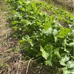土いじり、野菜作りに興味ある方✨