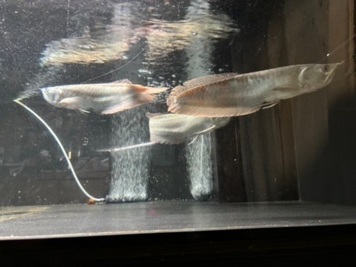 シルバーアロワナ　30センチ±  3匹セット