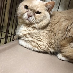 ブリード卒業のにゃんず🐱（代理投稿になります）