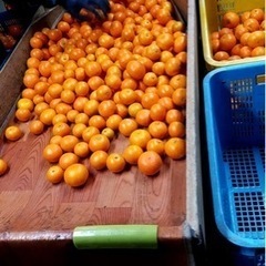 和歌山みかん　200円の画像