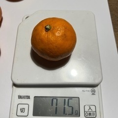 和歌山みかん　200円の画像