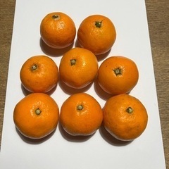 和歌山みかん　200円の画像