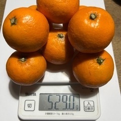 和歌山みかん　200円の画像