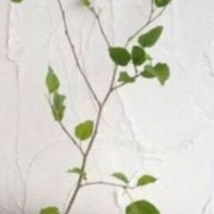 くわ木 高さ約1メートルですの画像