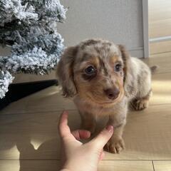 🌺🫒イザベラダップル　チワックス君🫒🌺の画像